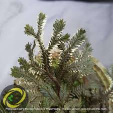 Image result for Selaginella versicolor
