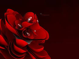 Looking for the best wallpapers? Young Love Red 3d Rose Love Flower Hd Wallpaper Peakpx