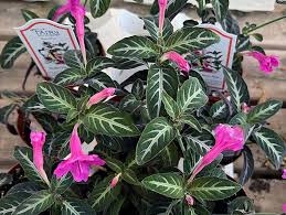 Image result for Ruellia makoyana
