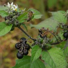 Strawberry flowers originate in the crowns of strawberry plants. Berries Plant Identification