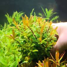 Image result for Nesaea dinteri