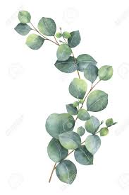 Download free png of eucalyptus round leaves transparent png by kwanloy about leaf, eucalyptus, plant, green and branch 2227729. Watercolor Vector Wreath With Green Eucalyptus Leaves And Branches Painting Leaves Acrylic Watercolor Flower Background Birth Flowers