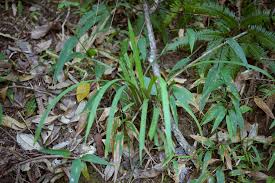 Image result for Hypolytrum