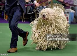 Image result for Komondor