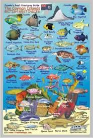 Caribbean Fish Card Cayman Islands Mini 2010 By Frankos