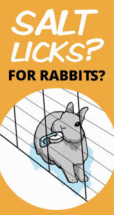 Just feed her a healthy balanced diet. Salt Licks For Rabbits Salt Lick Pet Rabbit Rabbit Eating