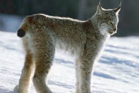 The canadian lynx (lynx canadensis), eurasian (or siberian) lynx (lynx lynx), bobcat (lynx rufus) also known as the wildcat and the spanish (or iberian) lynx (lynx pardinus). Animal Facts Canada Lynx Canadian Geographic