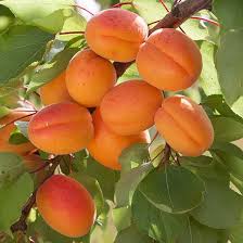 In horticultural usage, the term 'fruit tree' is limited to those that provide fruit for human. 12 Popular Fruit Bearing Trees That Are Easy To Grow The Self Sufficient Living