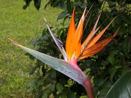 Image result for Strelitziaceae