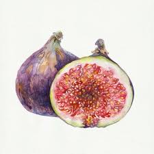 pin by blueice huang on diy 和手作 botanical drawings watercolor paintings easy watercolor fruit