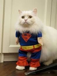 Funny Cats Crazy Cats Pet Costumes Cute Animals
