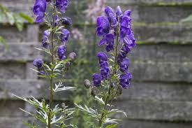 Purple rockets (iodanthus pinnatifidus) belong to the mustard plant family (brassicaceae) and perform well in usda zones 4 to 8. 62 Types Of Purple Flowers With Pictures Flower Glossary