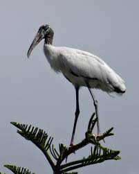 Wood Stork In Dunedin Florida Florida Dunedin Wood