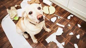 Und das, ohne die wohnung auseinanderzunehmen :) bei uns klappt es jetzt für rund vier stunden problemlos (unsere hera ist jetzt fünf monate alt). Hund Alleine Zu Hause So Stellt Der Vierbeiner Nichts An