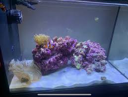 How do you get rid of fungi on your live coral? Coral Ideas And Clean Up Crew Help Me Pick Reef2reef Saltwater And Reef Aquarium Forum