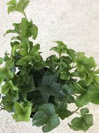 Hedera Helix Curly Locks Ivy English Ivy Houseplant Plant Ivy Houseplant Ivy Plants Plants