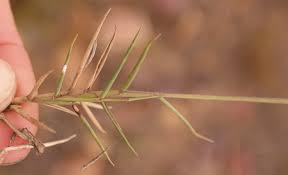 Image result for Urochloa serrata