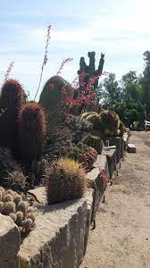 * cactus and succulent seeds from the cssa seed depot * support cssa's mission to support the cactus and succulent community through education, conservation, scientific research, and research grants. Fresno Cactus And Succulent Society