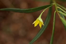 Image result for Talinum tenuissimum