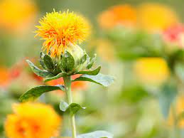 Safflower Oil High Oleic Refined Type Ii Ph Eur Purchasing Manufacturer Supplier B2b Gustav Heess