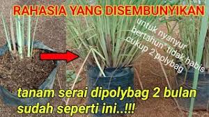 Posting terkait serai atau tanaman yang sering disebut dengan nama sereh merupakan tumbuhan yang memiliki wangi dan cita rasa yang sangat baik untuk masakan. Cara Menanam Serai Di Dalam Pasu Pot Atau Polybag Cute766
