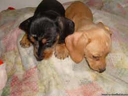 Maybe you would like to learn more about one of these? Playful Miniature Dachshund Puppy Price 300 00 For Sale In Nekoosa Wisconsin Best Pets Online
