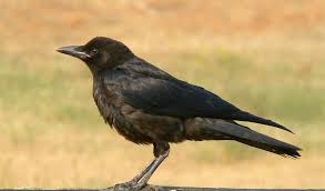 Image result for crow