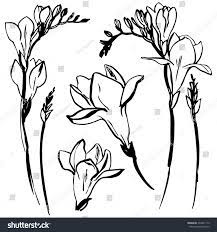 Flowers Drawn In Ink Freesia Painted A Black Line On A White Background Vector Flower Drawing Freesia Flower Tat