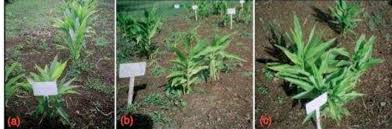 Image result for Siphonochilus rhodesicus