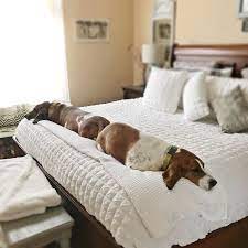 Pin On Basset Hounds