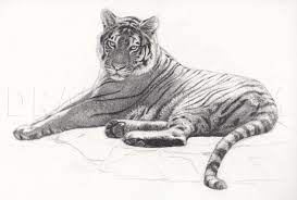 Esy how to draw a tiger full. How To Sketch A Bengal Tiger Step By Step Drawing Guide By Makangeni Dragoart Com