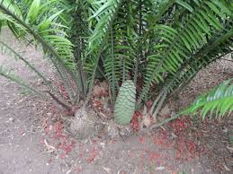 Image result for Encephalartos villosus