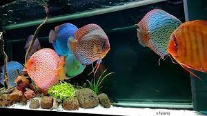 Discus Fish Ultimate Care Guide The King Of The Aquarium Aquarium Fish Discus Fish Aquarium