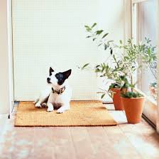 Are you searching for plants that are safe for your pets? 10 Best Plants Safe For Cats And Dogs The Strategist New York Magazine