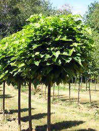 Check spelling or type a new query. Catalpa Umbrella Trees For Sale Catawba Trees Willis Orchards