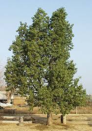 Image result for Brachychiton