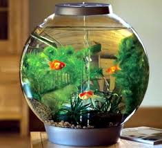 Harga Aquarium Kaca Ukuran Besar Dan Kecil Mini Bulat 2021