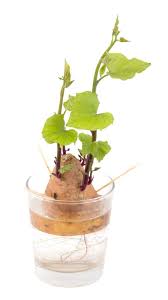 May 07, 2018 · if you only have a window or a porch to plant your jarred potato plant in, try using a grow bag or a 5 gallon bucket! Growing Sweet Potatoes In Water Top Tips