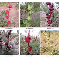 Image result for Hibiscus sidiformis