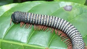 Image result for Liparis mulindana