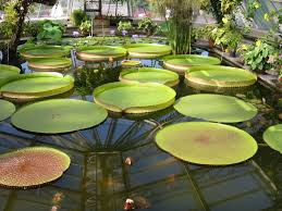 Datei Botanischer Garten Berlin Viktoria Seerosen 2 Jpg Wikipedia
