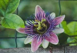 Shop for passion vine wall art from the world's greatest living artists. Passion Flowers A Growers Guide Homegrown Herb Garden
