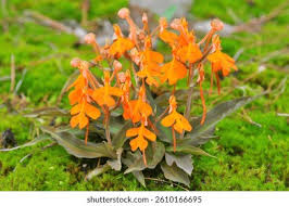Image result for Habenaria cirrhata