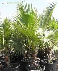 Washingtonia filifera, palmier de californie. Mil Anuncios Com Palmera Washingtonia Robusta C 35
