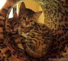 Lap-leopardscom - This Website Is For Sale - Lap-leopards Resources And Information Bengal Kitten Bengal Cat Dreams Cat