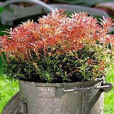 Maybe you would like to learn more about one of these? Lavendelheide Schattenglockchen Little Heath Pieris Japonica Little Heath Immergrune Laubgeholze Garten Schluter