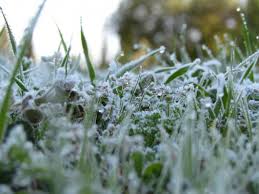 كيف تحمي النباتات من خطر الصقيع طقس العرب طقس العرب
