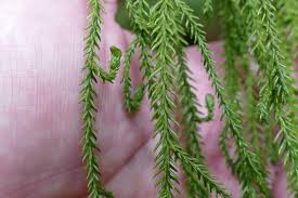 Image result for Dacrydium cupressinum
