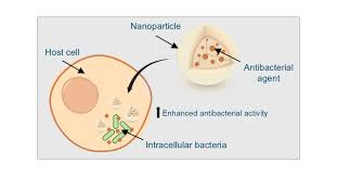 Image result for Intracellular Bacteria