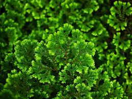 Image result for Selaginellaceae